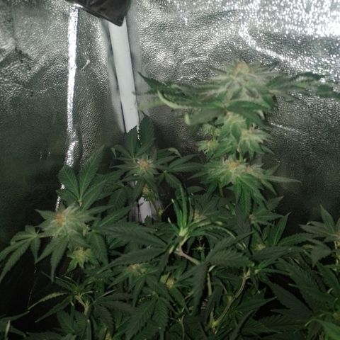 Purple cookies #4 growlog timeline photo
