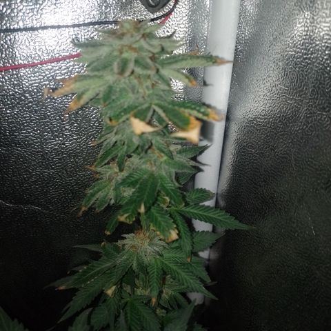 Purple cookies #3 growlog timeline photo