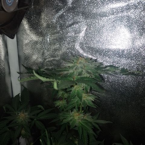 Purple cookies #4 growlog timeline photo