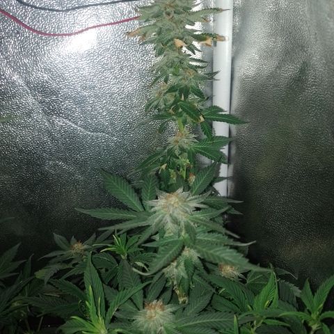 Purple cookies #3 growlog timeline photo