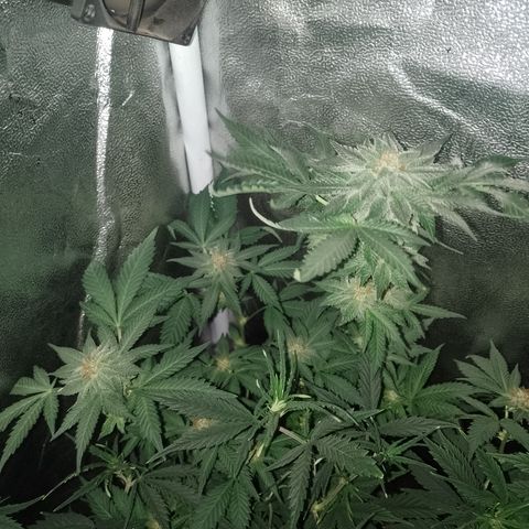 Purple cookies #4 growlog timeline photo