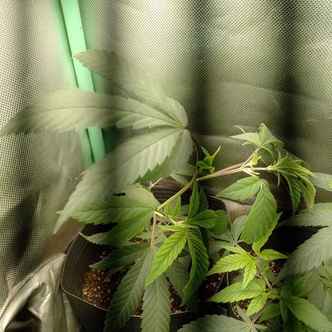 Banana Purple #8 growlog timeline photo