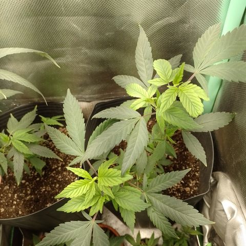 Banana Purple #10 growlog timeline photo