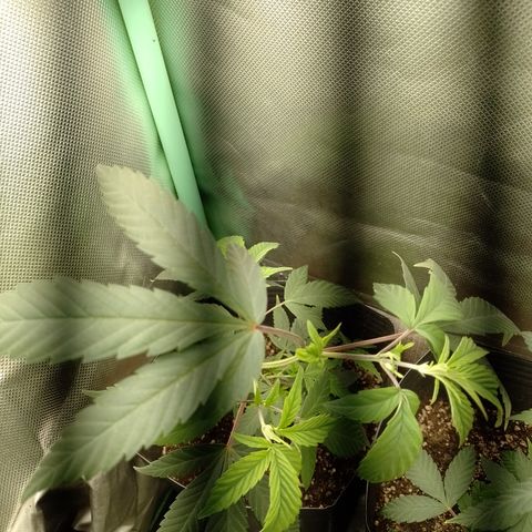 Banana Purple #8 growlog timeline photo