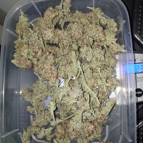 Banana Purple Punch #6 growlog timeline photo