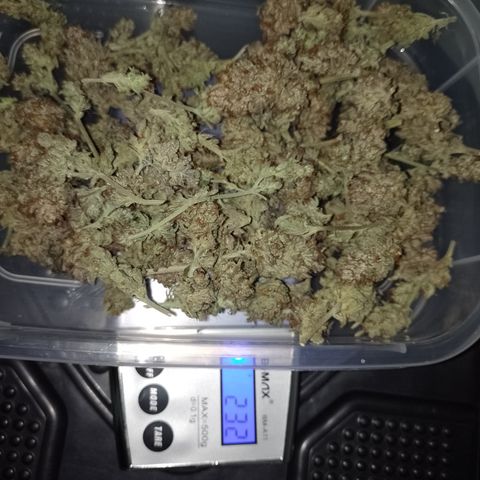 Banana Purple Punch #6 growlog timeline photo