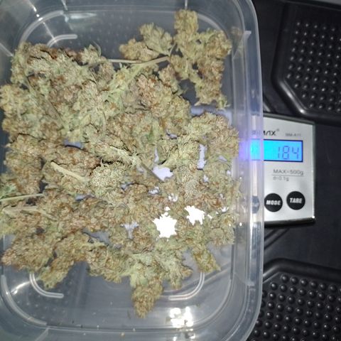 Banana Purple Punch #7 growlog timeline photo