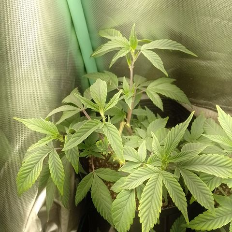 Banana Purple #8 growlog timeline photo