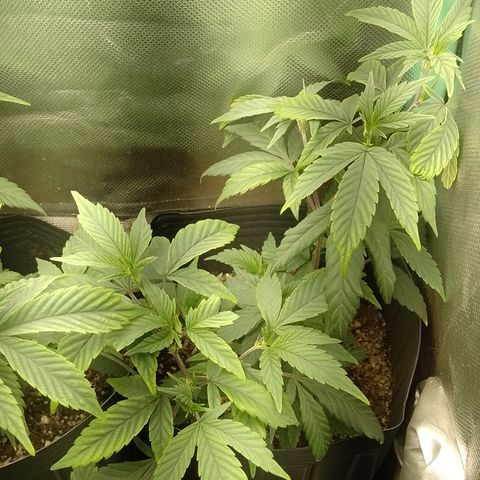 Banana Purple #10 growlog timeline photo