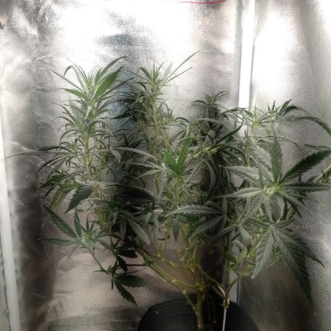 6 growlog timeline photo