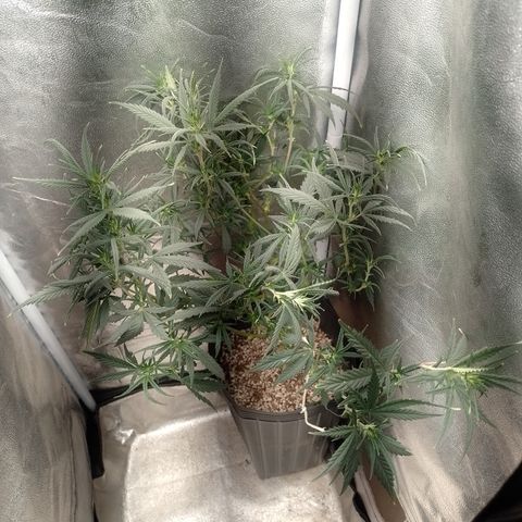 6 growlog timeline photo
