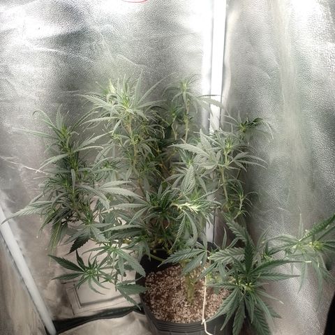6 growlog timeline photo
