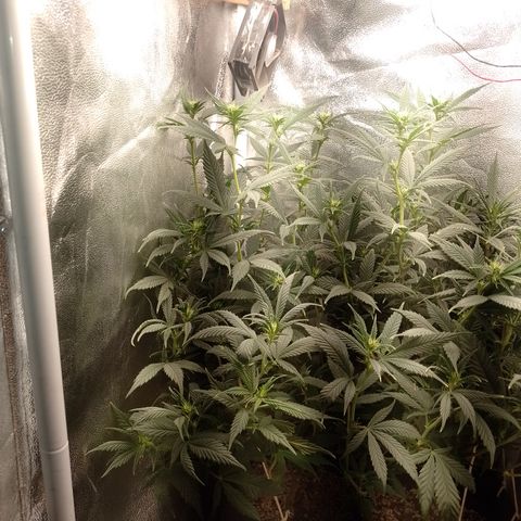 Cidreira  growlog timeline photo