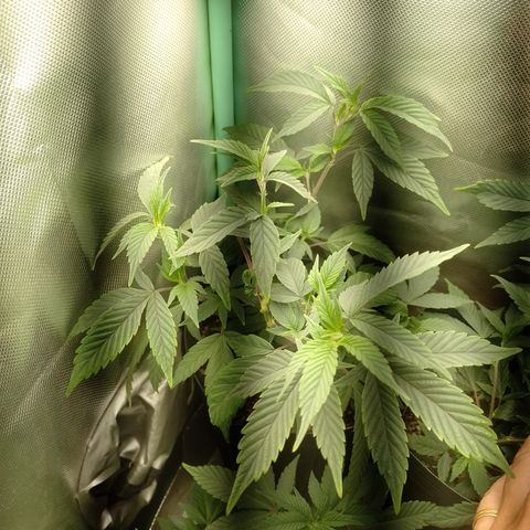 Banana Purple #8 growlog timeline photo