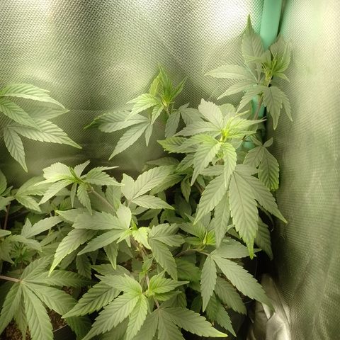 Banana Purple #10 growlog timeline photo