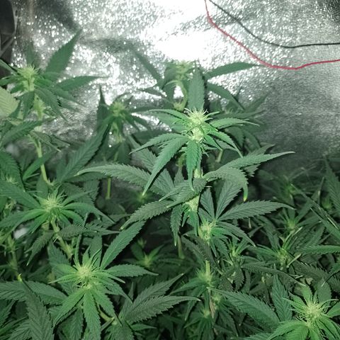Cidreira  growlog timeline photo