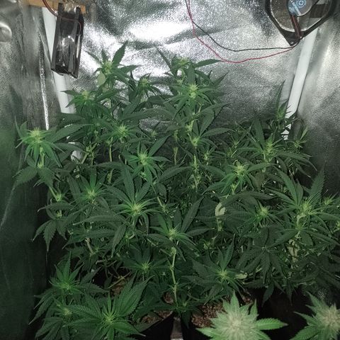 Cidreira  growlog timeline photo