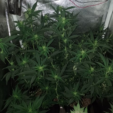 6 growlog timeline photo