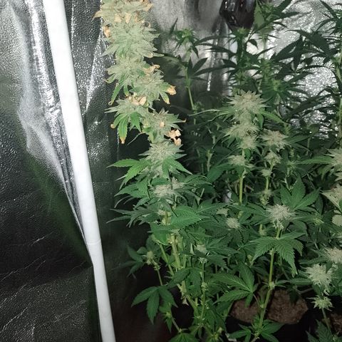 Purple cookies #3 growlog timeline photo