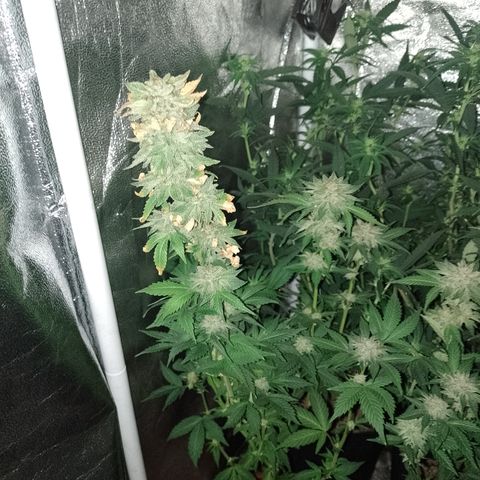 Purple cookies #3 growlog timeline photo
