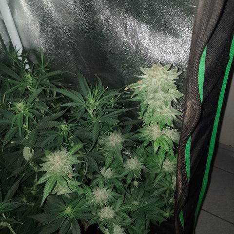 Purple cookies #4 growlog timeline photo