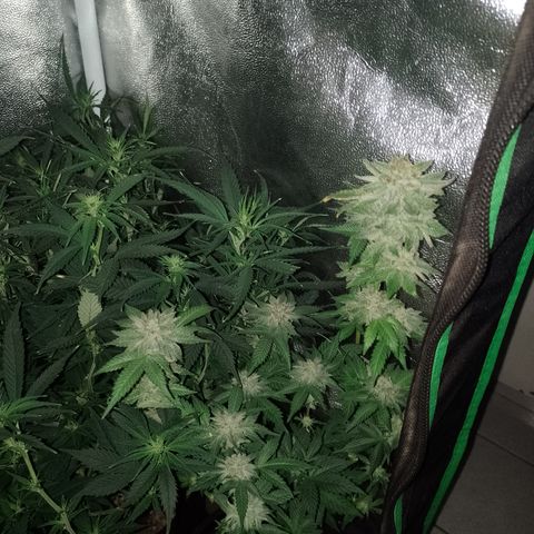 Purple cookies #4 growlog timeline photo