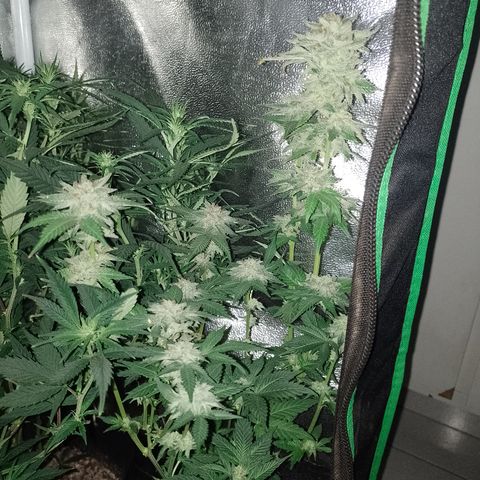 Purple cookies #4 growlog timeline photo