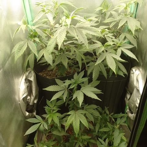 Banana Purple #10 growlog timeline photo
