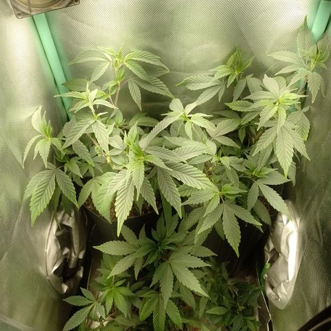 Banana Purple #8 growlog timeline photo