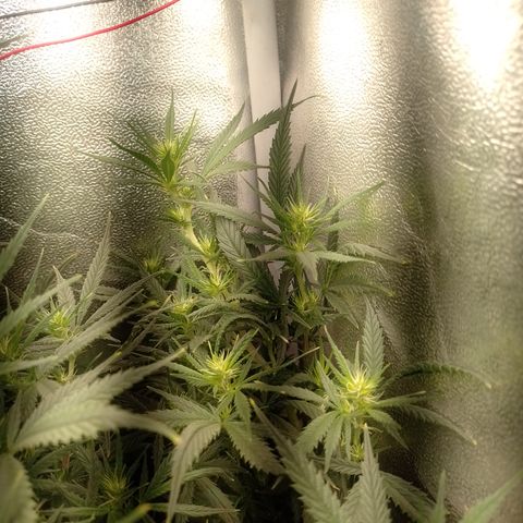 6 growlog timeline photo