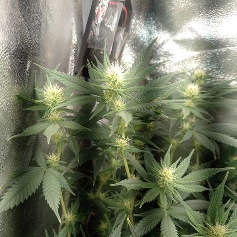 Cidreira  growlog timeline photo
