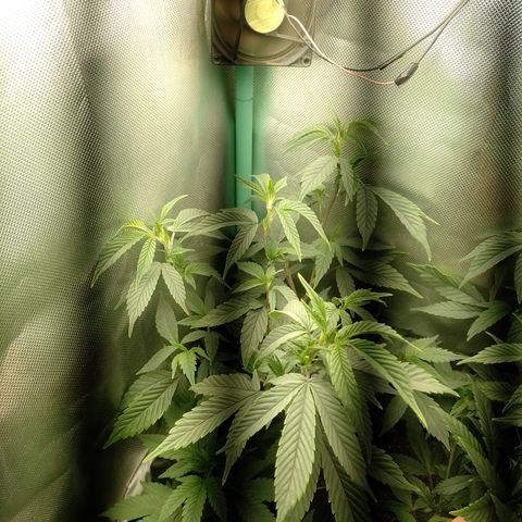 Banana Purple #8 growlog timeline photo