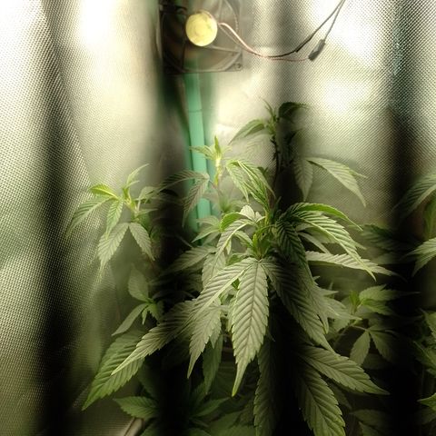 Banana Purple #8 growlog timeline photo