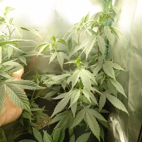 Banana Purple #10 growlog timeline photo