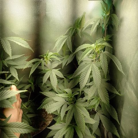Banana Purple #10 growlog timeline photo