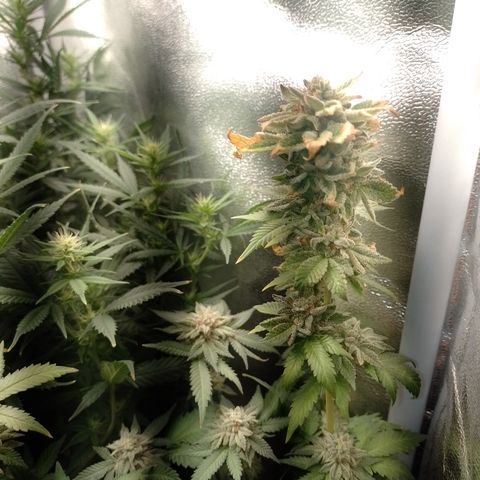 Purple cookies #4 growlog timeline photo