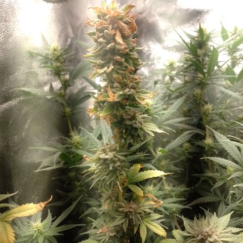 Purple cookies #3 growlog timeline photo