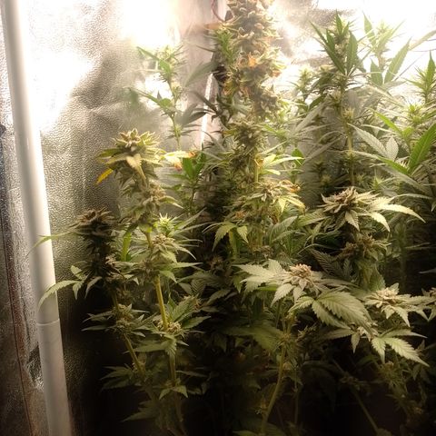 Purple cookies #3 growlog timeline photo
