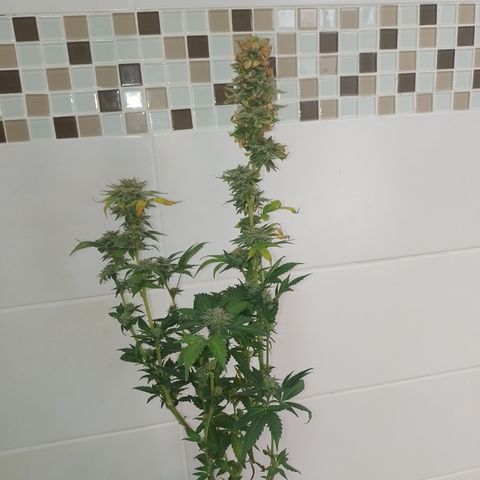 Purple cookies #3 growlog timeline photo