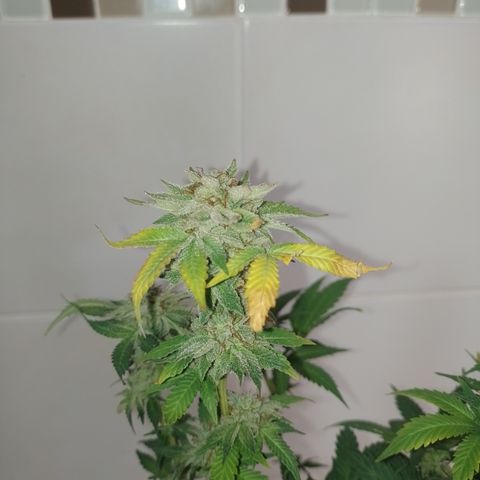 Purple cookies #3 growlog timeline photo