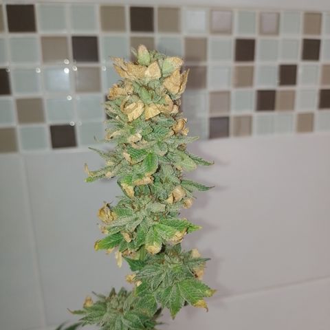 Purple cookies #3 growlog timeline photo