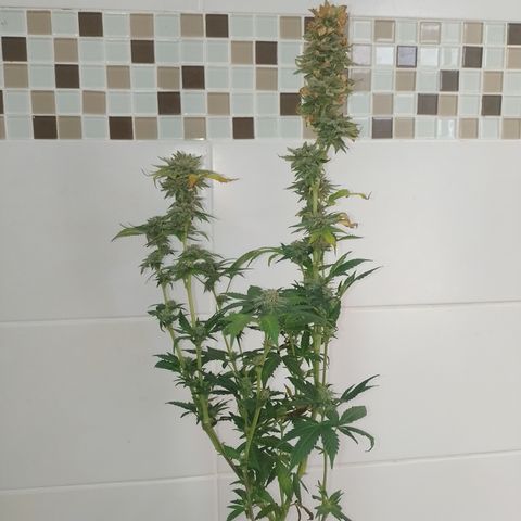 Purple cookies #3 growlog timeline photo