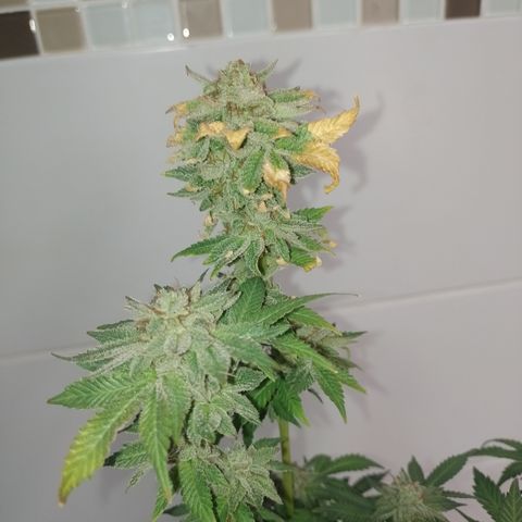 Purple cookies #4 growlog timeline photo