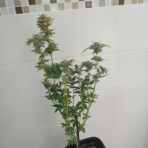 Purple cookies #4 growlog timeline photo