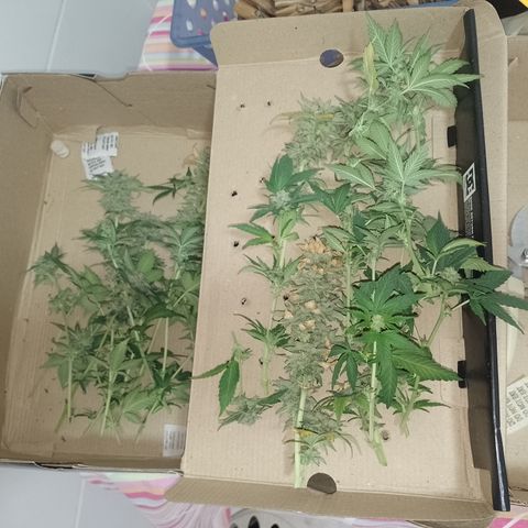 Purple cookies #4 growlog timeline photo