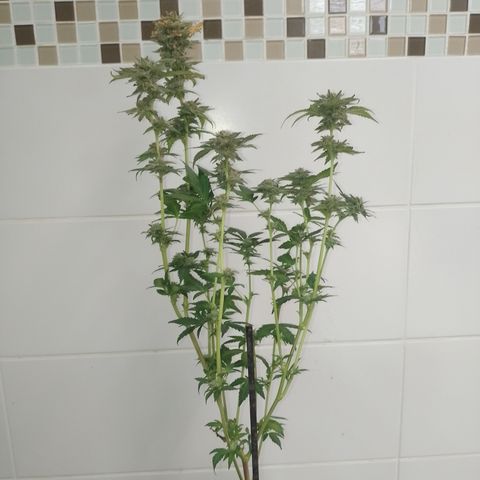 Purple cookies #4 growlog timeline photo