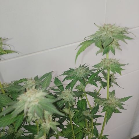 Purple cookies #4 growlog timeline photo