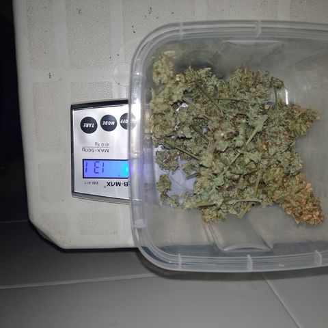 Purple cookies #4 growlog timeline photo