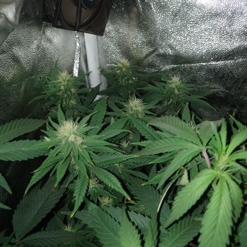 Cidreira  growlog timeline photo
