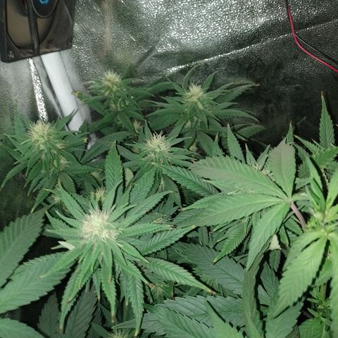 Cidreira  growlog timeline photo